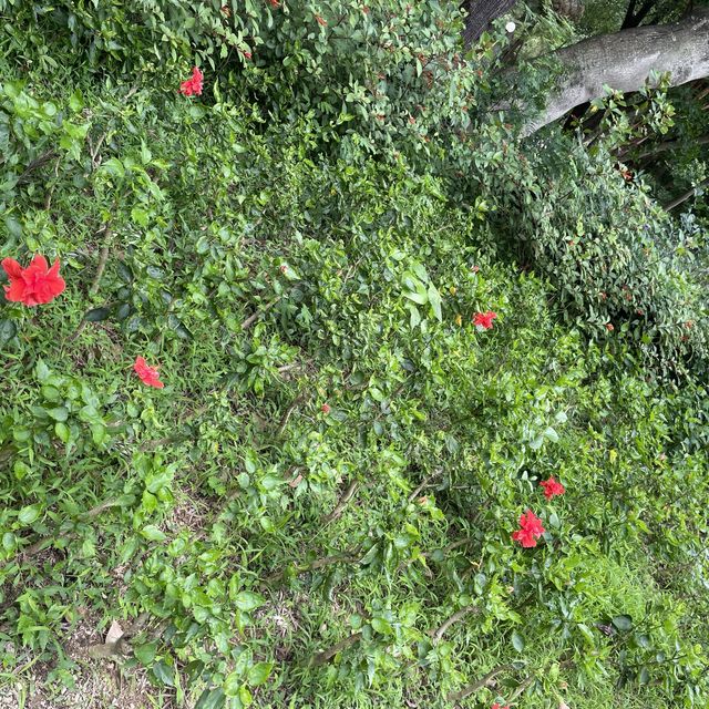 賞花好地方「蝴蝶灣公園」