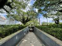 Nature scenes along Singapore River