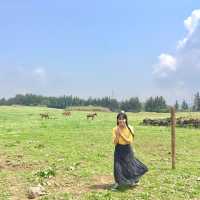 [제주도] 말들이 자유롭게 방목된 성이시돌 목장🐎