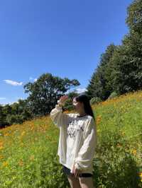 🌼서울대공원 코스모스 언덕
