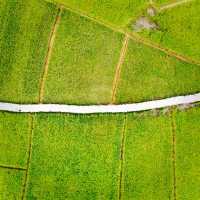 The Beautiful Open Field Of Mae Hong Son