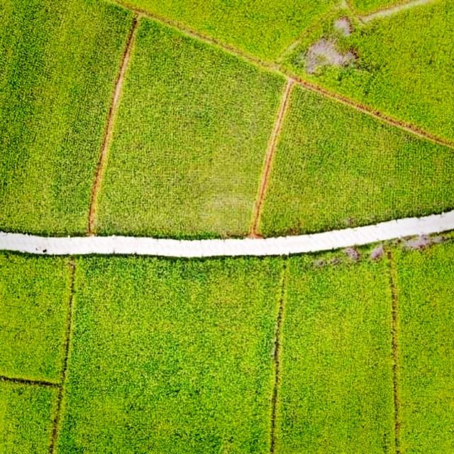 The Beautiful Open Field Of Mae Hong Son