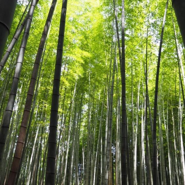大阪近郊人氣嵐山❤️大片竹林打卡位😉