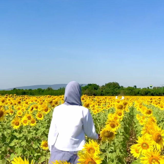 ถ่ายรูปกับดอกทานตะวัน ที่เขาจีนแล (ลพบุรี📍)