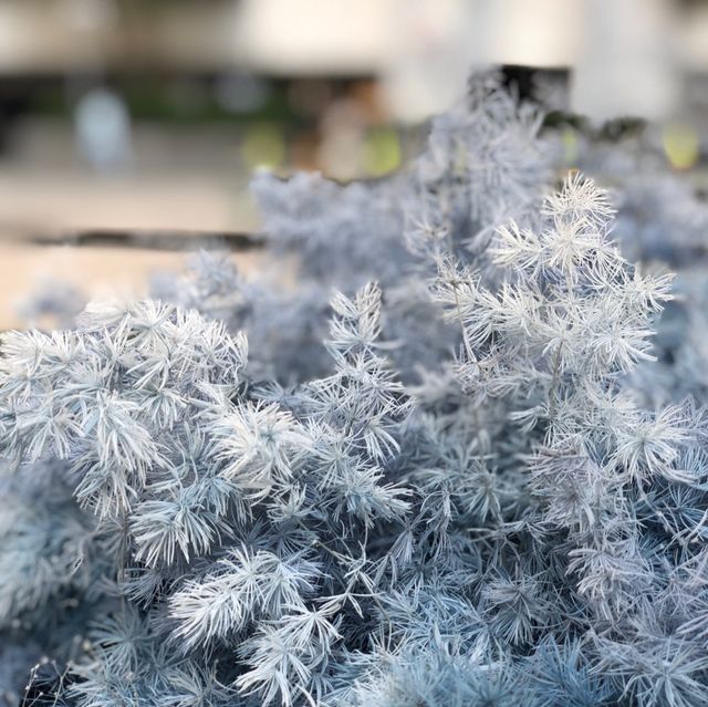 太古公園花藝裝置展覽 🌺🌸🌼，打咭一流 👍🏼👍🏼👍🏼