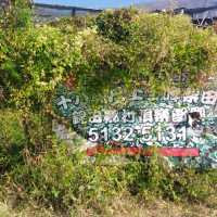 錦田鄉村俱樂部，任摘士多啤梨，大草地逛奔