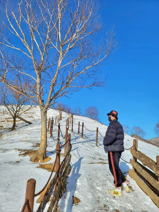 설경이 아름다운 태백카페 몽토랑 산양목장🐏