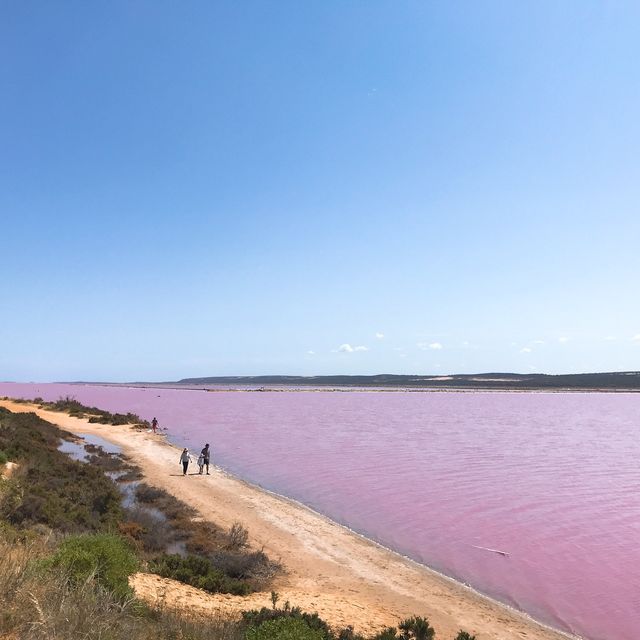 西澳夢幻的粉紅湖Hutt Lagoo