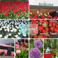 Keukenhof超令花海😌荷蘭🇳🇱必去