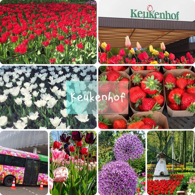 Keukenhof超令花海😌荷蘭🇳🇱必去