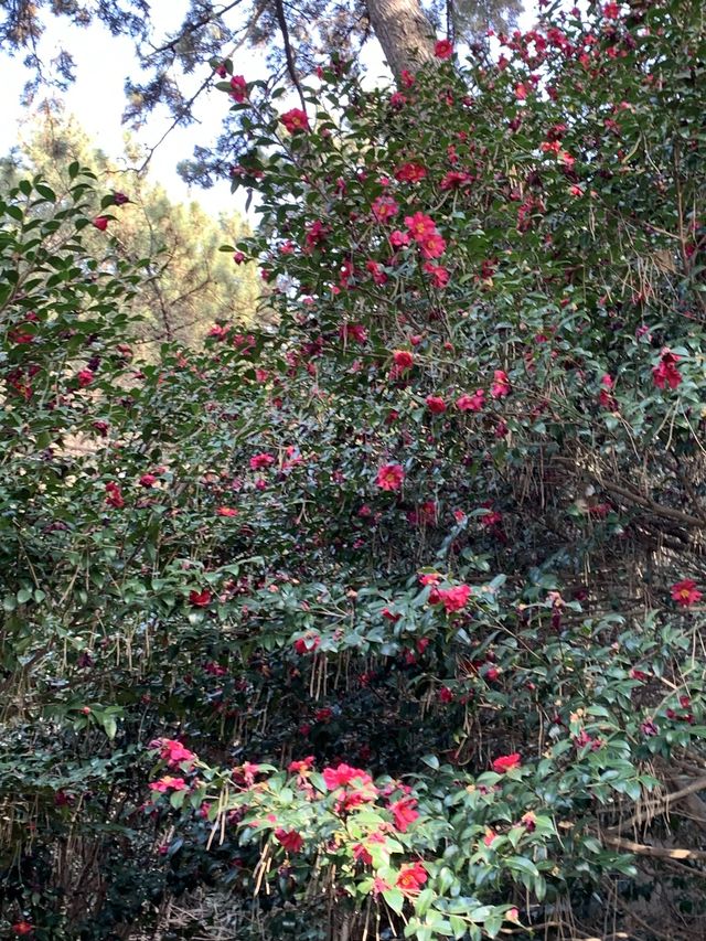 [부산] 동백섬에서 늦은 동백꽃 보기 🌺🌺❤️