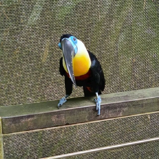 Animal encounters at Singapore Zoo