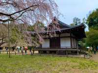 京都　SAKURA 桜めぐり❗️醍醐寺　伽藍の桜に感動❗️