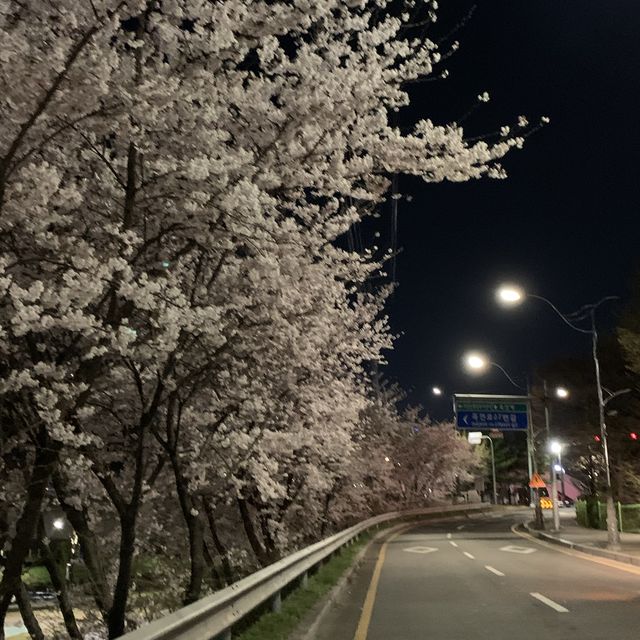 벚꽃 야경명소 죽전 성복천