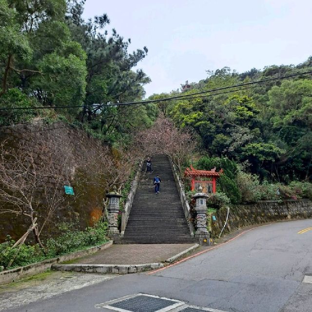 台北 | 內湖「碧山巖」讓你免跑日本就能輕鬆賞櫻，還有熱門的採草莓體驗等著各位