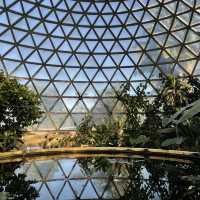 보타닉가든-마운틴쿠사 : Brisbane Botanic Gardens