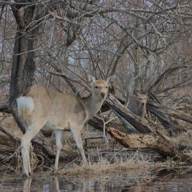 野生動物と出会えるカヌーツアー