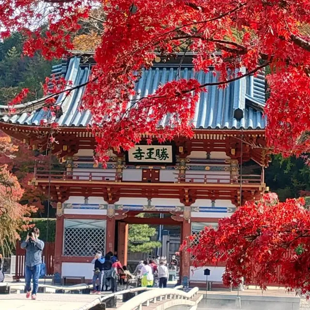 【大阪 箕面】大阪紅葉名所🍁勝尾寺