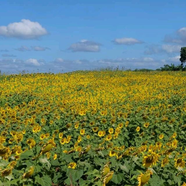 ทุ่งทานตะวันบึงสามพัน