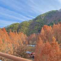 단풍구경명소로 핫한 장태산🍁