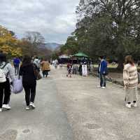 日本奈良公園｜真的好多🦌鹿，一旁的烤地瓜攤販很好吃😍