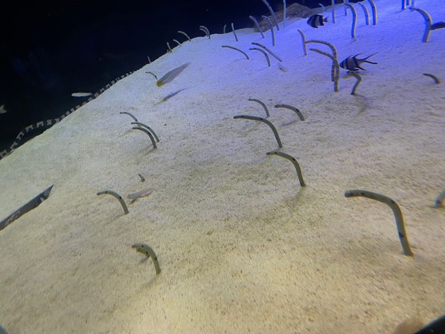 ペンギンの餌やり体験も🐧ふれあい体験がいっぱいの水族館🐟