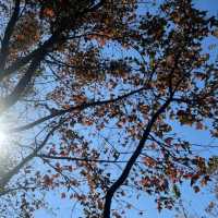 第1站: 大棠楓香林(紅葉篇)