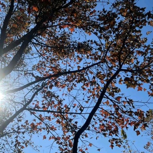 第1站: 大棠楓香林(紅葉篇) 第1站: 大棠楓香林(紅葉篇)