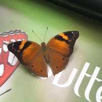 Butterfly Park within Changi Airport T3 SG