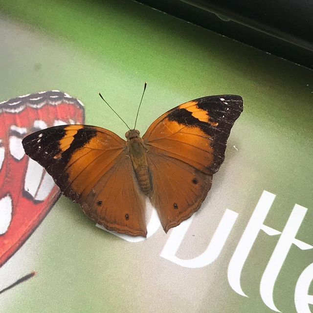 Butterfly Park within Changi Airport T3 SG