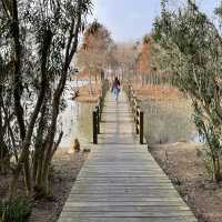 Dongtan Wetland Park, Chongming