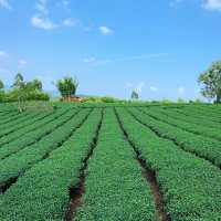 打卡廣西上林縣萬古茶園