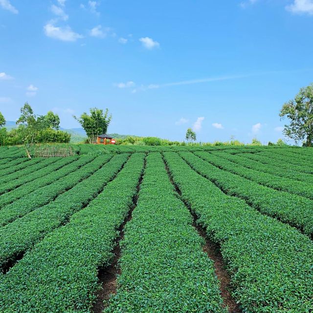 打卡廣西上林縣萬古茶園