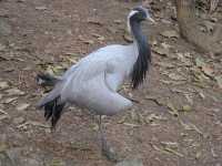 For bird lovers 