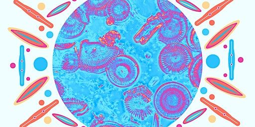 Microscopic Patterns Drop-In Craft Activity | D'Arcy Thompson Zoology Museum