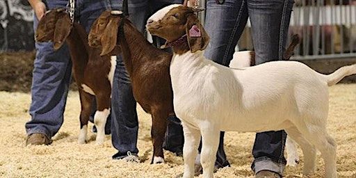 Late Tags - Major Show Lamb & Goat | Texas A&M AgriLife Extension- Walker County