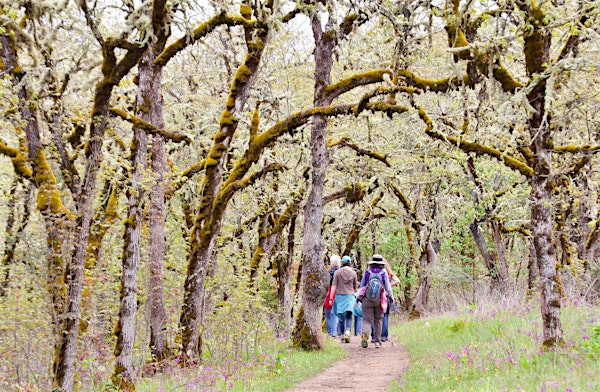 Sounds and Sights of Spring in the Jacksonville Woodlands | Jacksonville Woodlands