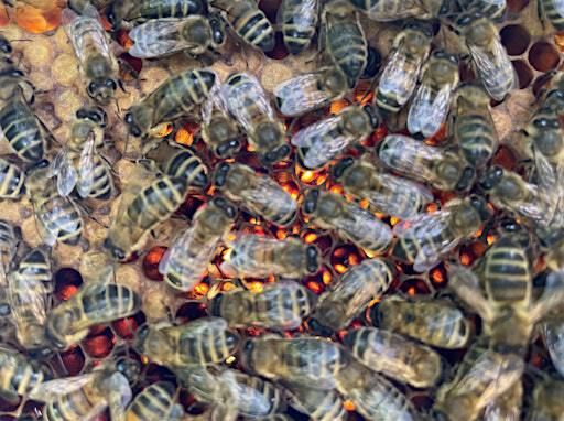 Telling the Bees | The Institute for Ideas and Imagination