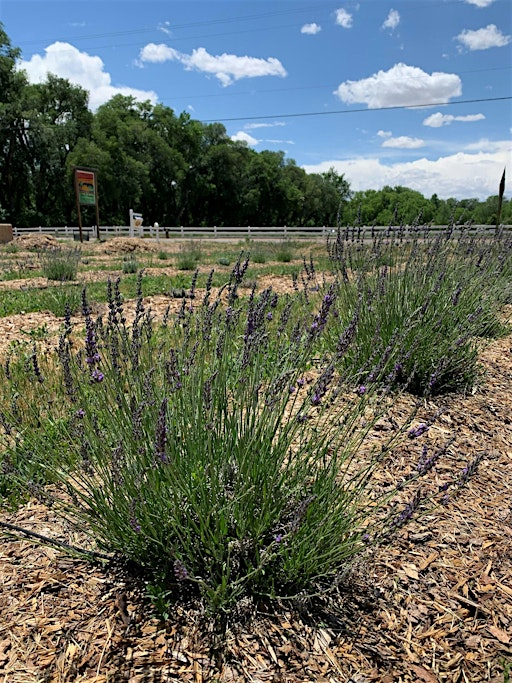 A Talk About Lavender | 4920 Rio Grande Blvd NW