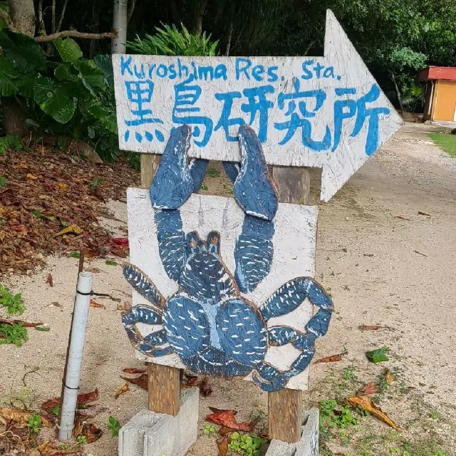 ハートアイランドと呼ばれる【黒島】、通称【牛の島】⭐