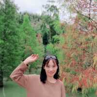 📍苗栗三灣落羽松秘境莊園🌲熱門浪漫景點