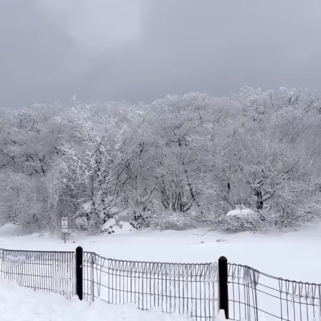 따뜻한 차를 마실 수 있는 제주 오설록 티 뮤지엄