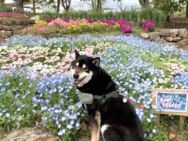 #浜松市　#浜名湖ガーデンパーク　#花畑　#ラッキーわんこ旅