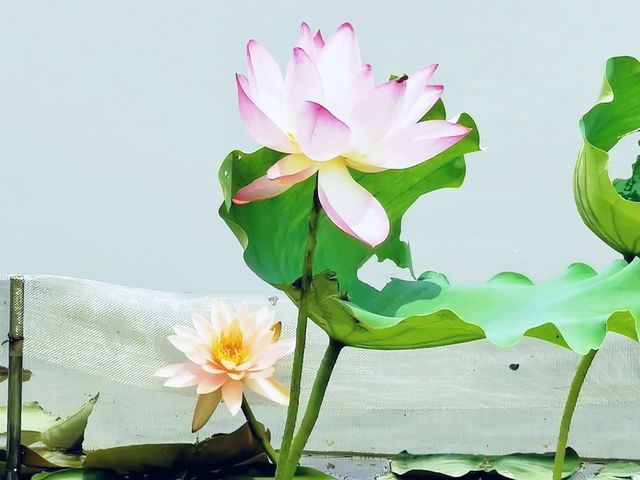 濕地公園睇荷花