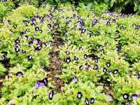 花悅滿城花卉展覽