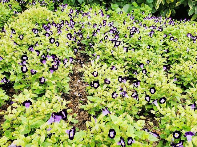 花悅滿城花卉展覽