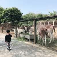 南台灣最大的野生動物園