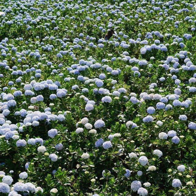 Garden Hydrangeas, Da Lat | Vietnam