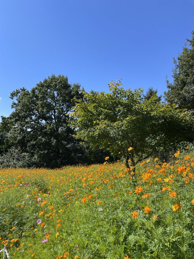 🌼서울대공원 코스모스 언덕