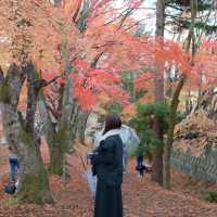 【河口湖】紅葉回廊がすごい。